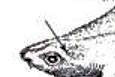 Oxynotus paradoxus_02.jpg